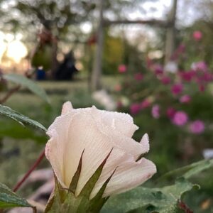 Cotton - Image 3
