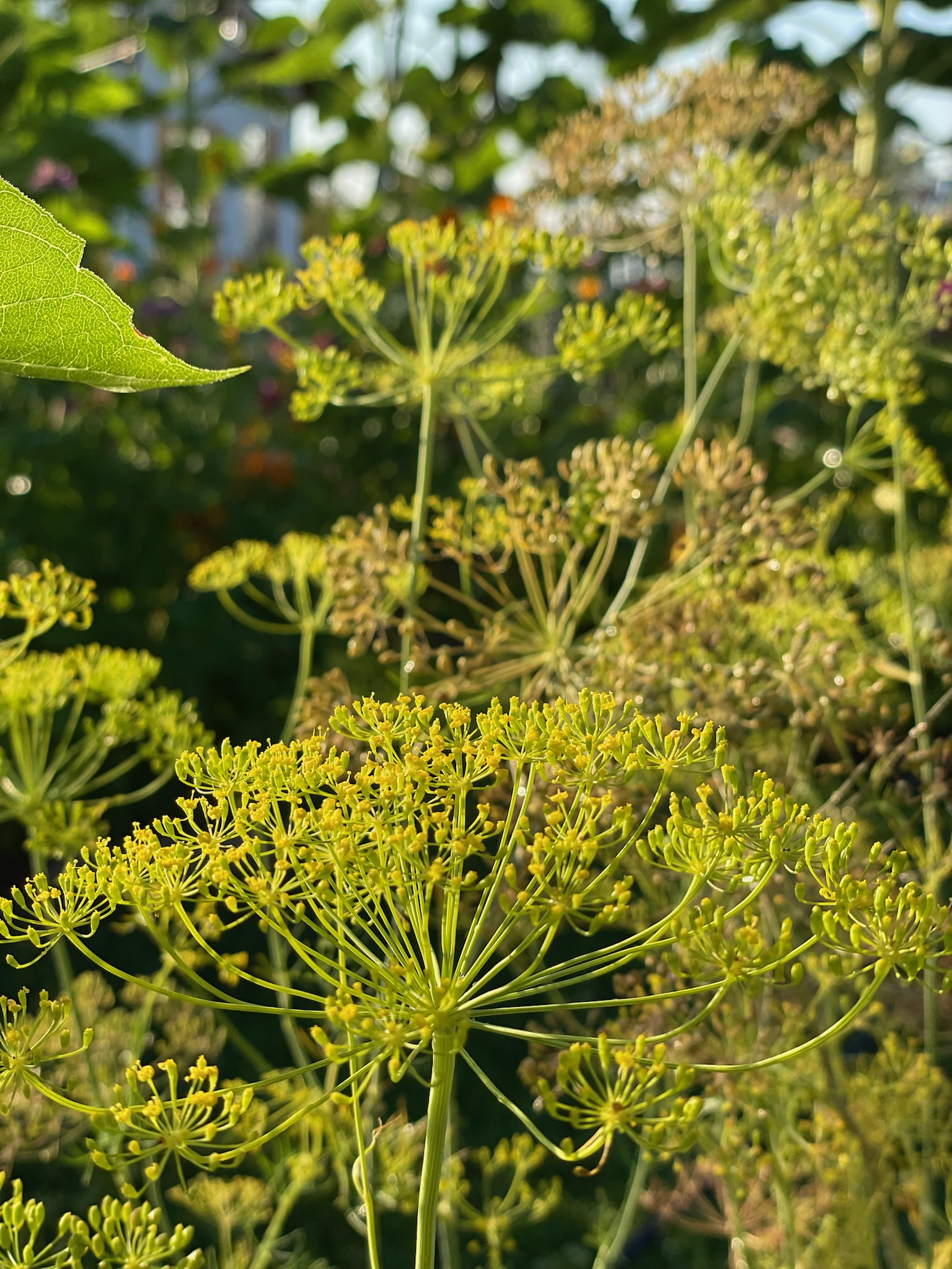 Dill