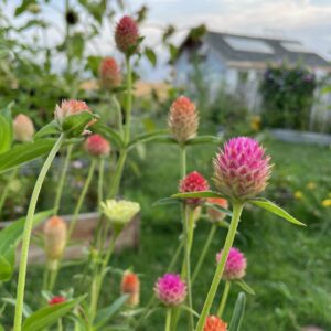 Gomphrena