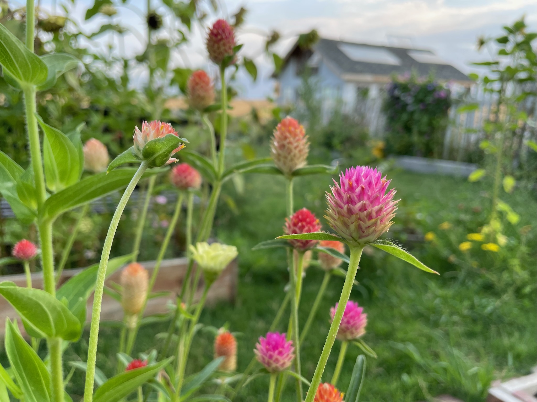 Gomphrena