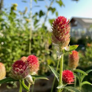 Gomphrena - Image 3