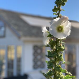 HollyHock
