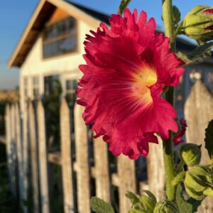 HollyHock - Image 3