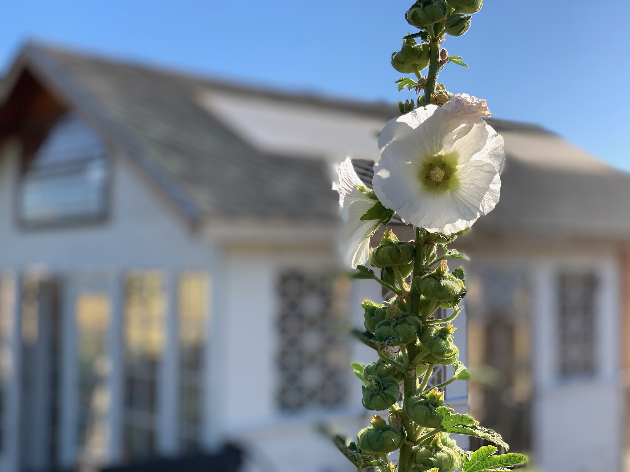HollyHock