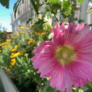 HollyHock - Image 5