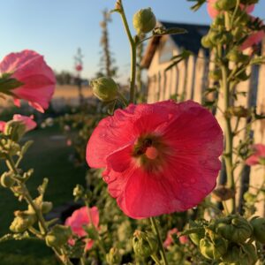 HollyHock - Image 6