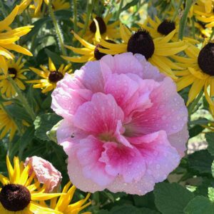 HollyHock - Image 8