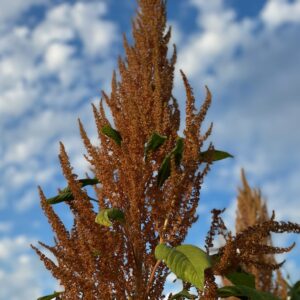 Amaranth: Hot Biscuit - Image 2