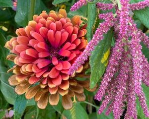 Amaranth: Love Lies Bleeding - Image 6