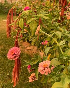 Amaranth: Love Lies Bleeding - Image 7