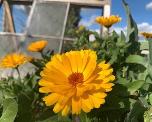 Calendula - Image 2