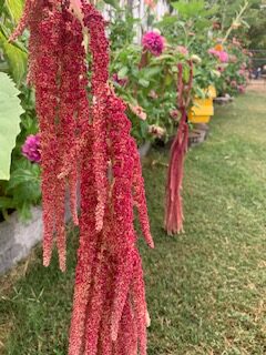 Amaranth: Love Lies Bleeding