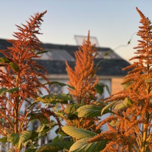 Amaranth: Hot Biscuit - Image 4