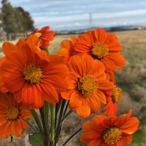 Tithonia