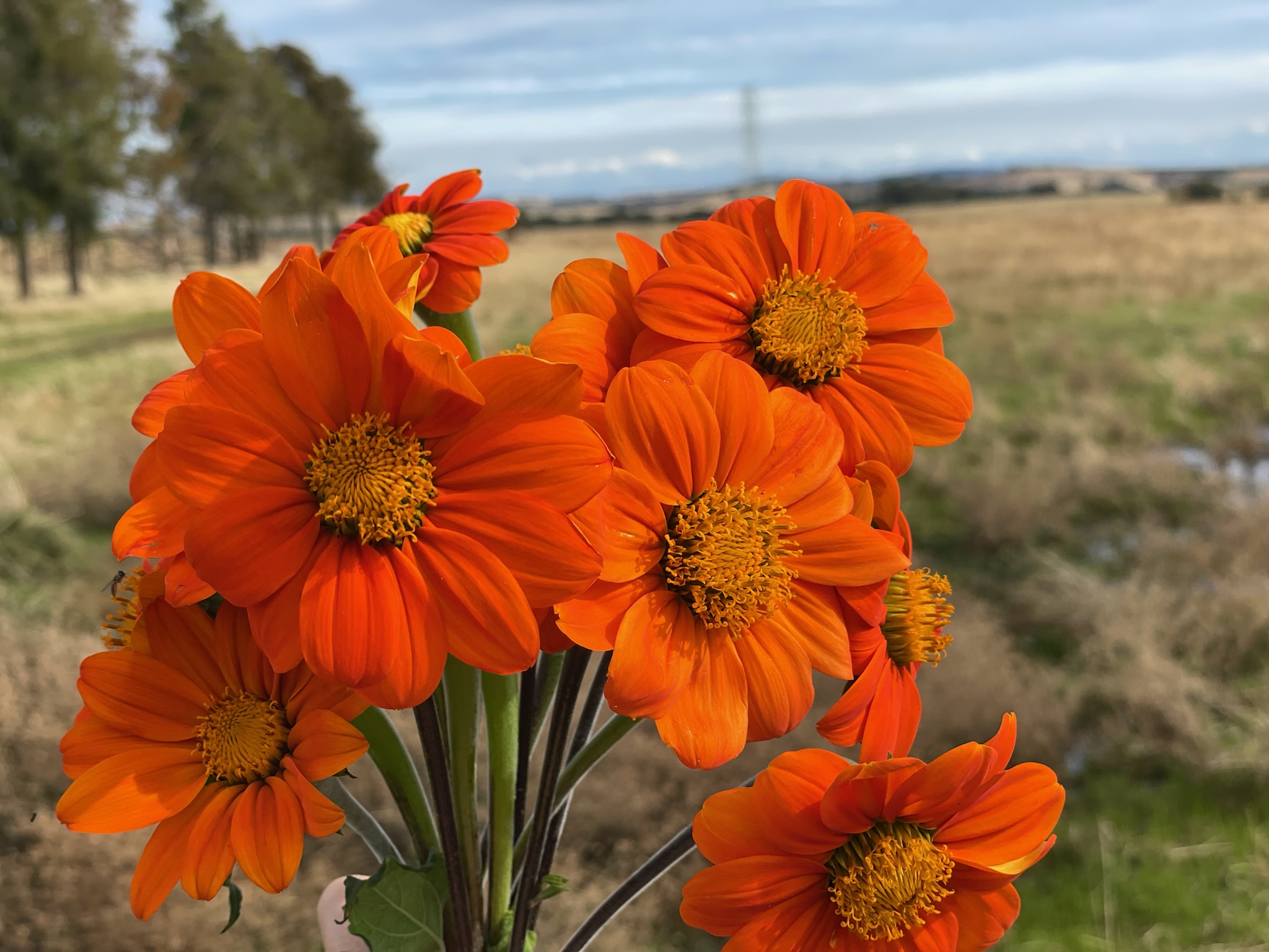 Tithonia