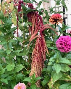 Amaranth: Love Lies Bleeding - Image 9