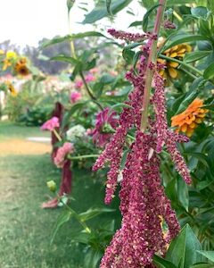 Amaranth: Love Lies Bleeding - Image 10