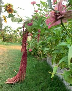 Amaranth: Love Lies Bleeding - Image 11