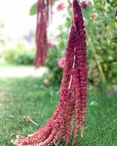 Amaranth: Love Lies Bleeding - Image 12
