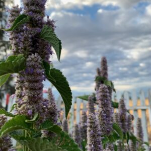 Hyssop