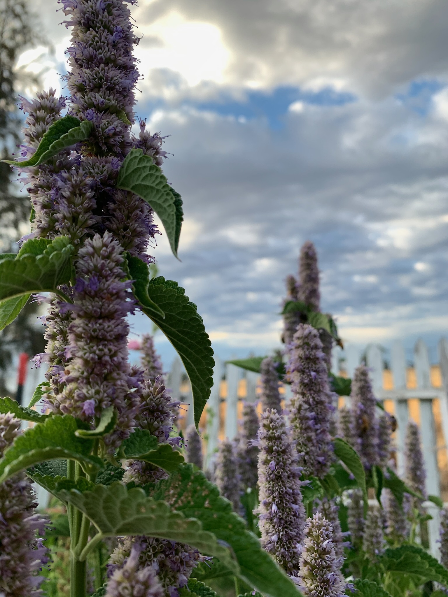 Hyssop