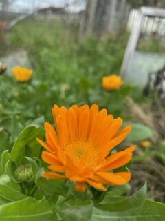 Calendula