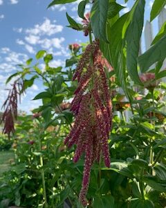 Amaranth: Love Lies Bleeding - Image 13