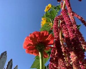 Amaranth: Love Lies Bleeding - Image 14
