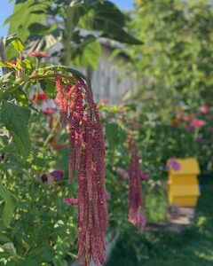 Amaranth: Love Lies Bleeding - Image 15