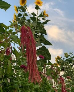 Amaranth: Love Lies Bleeding - Image 4