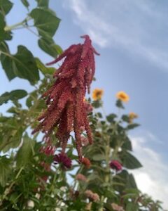 Amaranth: Love Lies Bleeding - Image 5