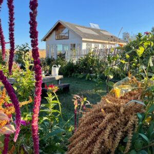 Amaranth: Love Lies Bleeding - Image 2