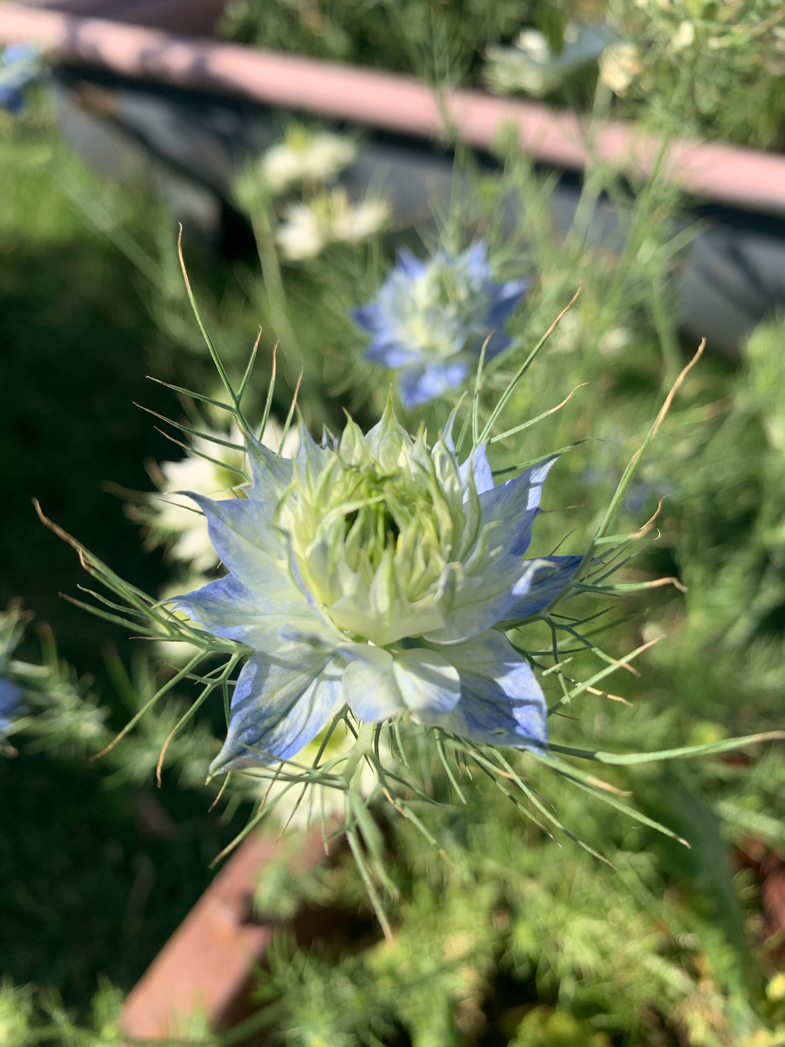 Love in A Mist