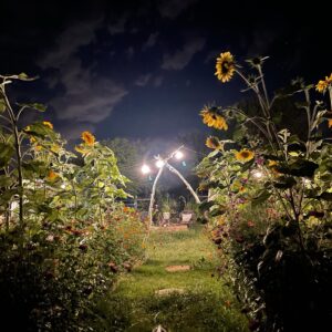 Mammoth Sunflower: - Image 2