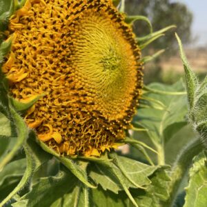 Mongolian Sunflower: