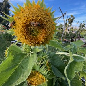 Mongolian Sunflower: - Image 2