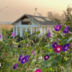 Morning Glory - Image 2