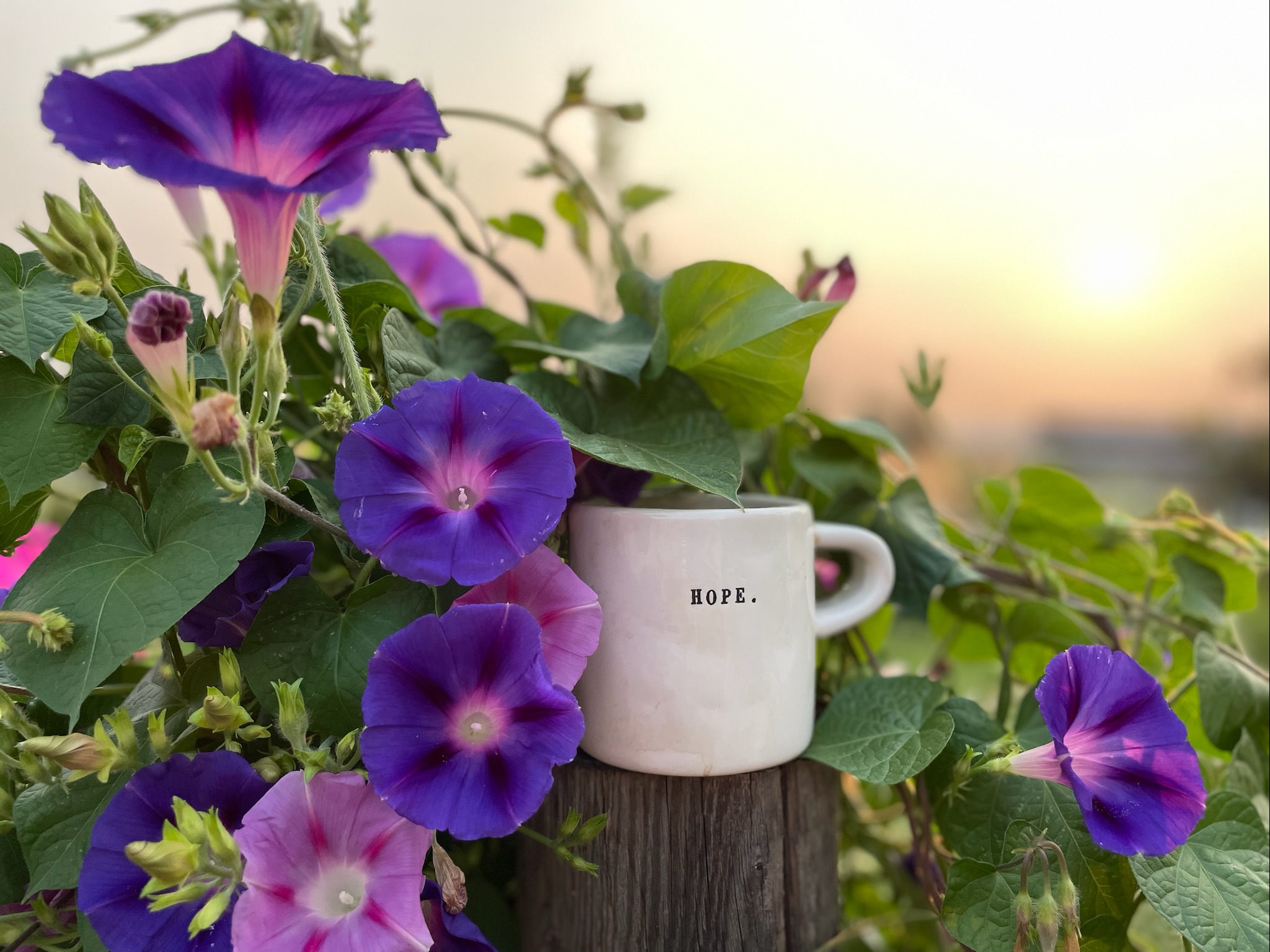 Morning Glory