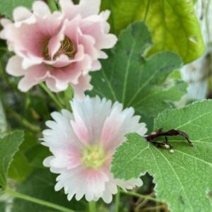 HollyHock - Image 2