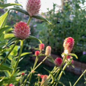 Gomphrena - Image 2
