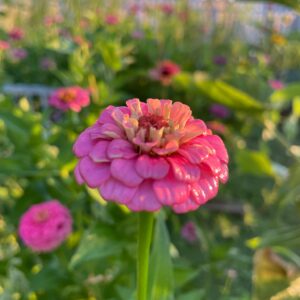 Amelia Pink Zinnia Mix - Image 3