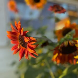 Autumn Sunflower Mix - Image 5