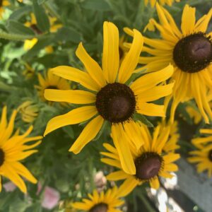 Rudbeckia - Image 3
