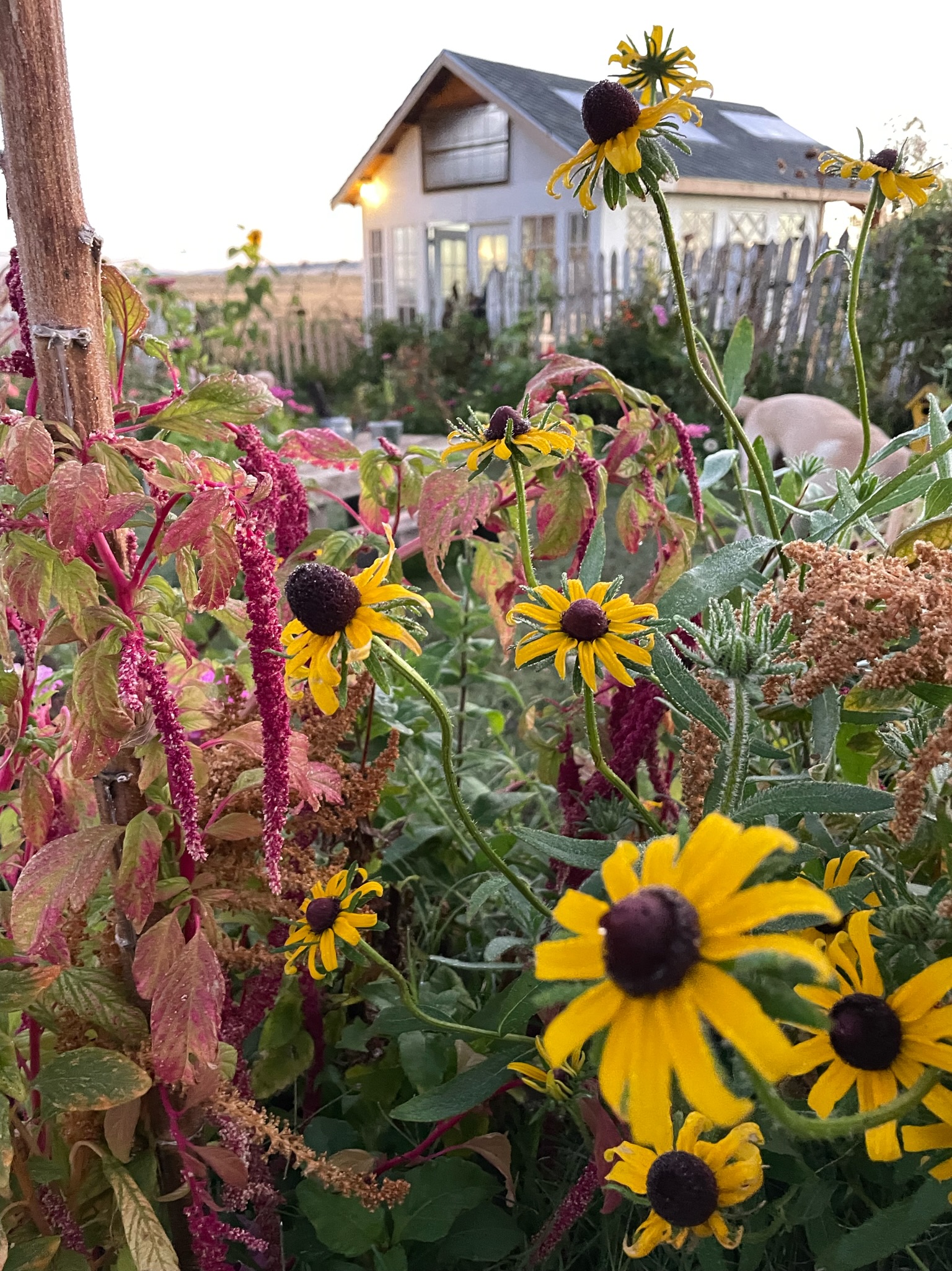 Rudbeckia