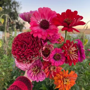 Storyteller Zinnia Mix - Image 3