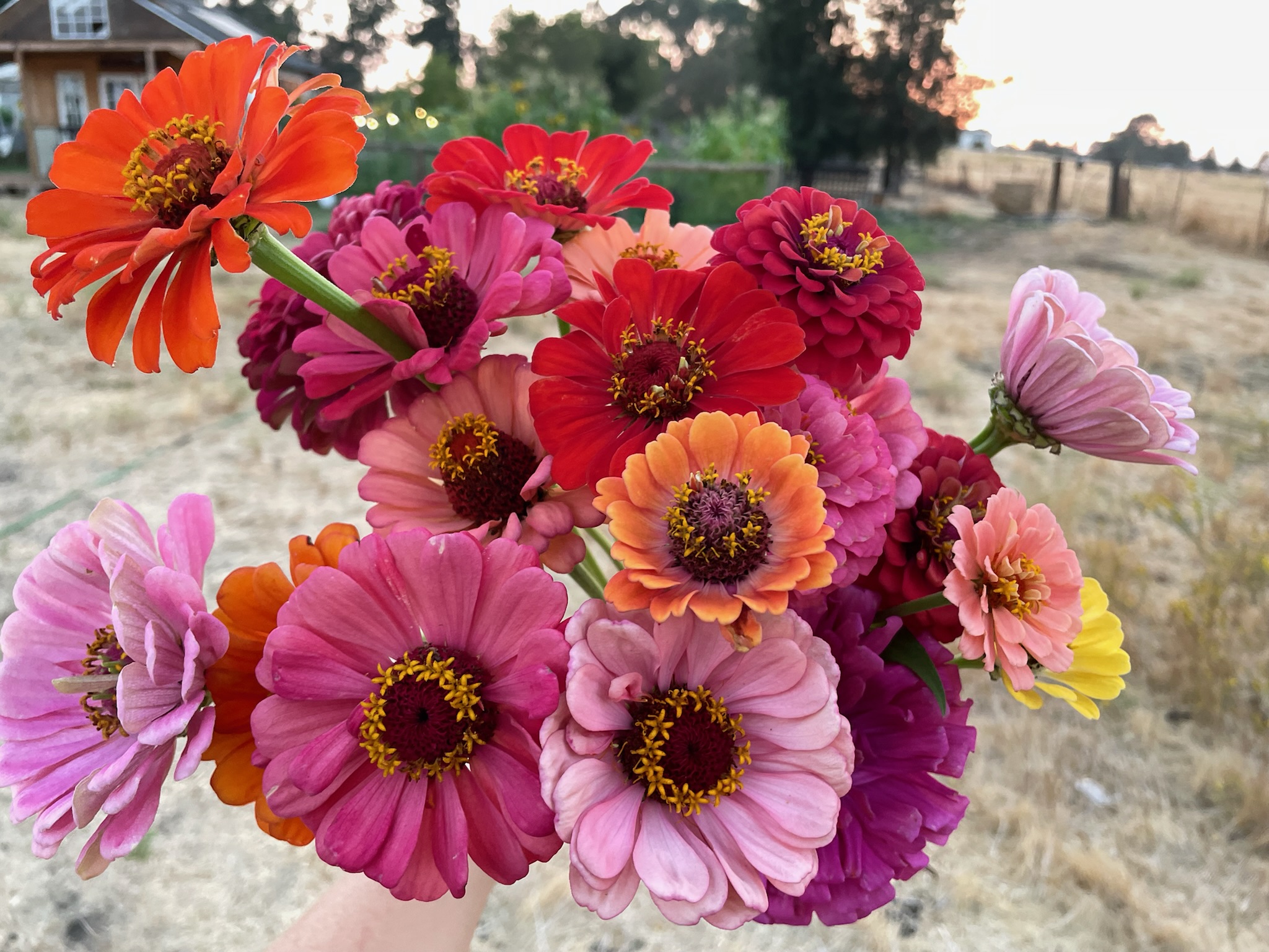 Storyteller Zinnia Mix