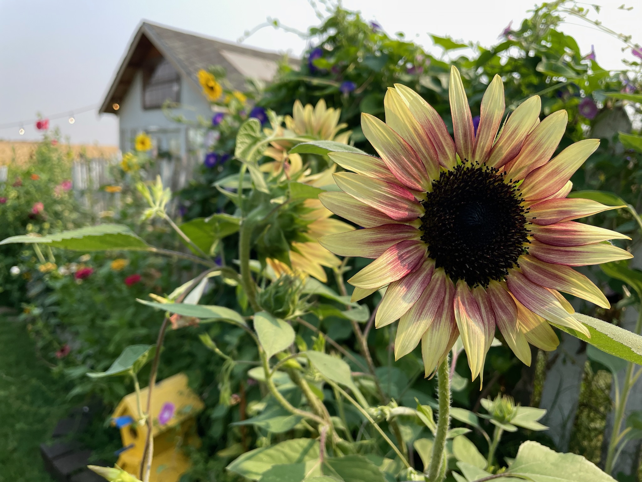 Autumn Sunflower Mix