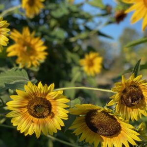 Autumn Sunflower Mix - Image 3