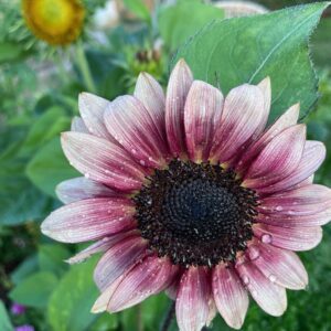 Autumn Sunflower Mix - Image 4