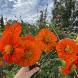 Tithonia - Image 3